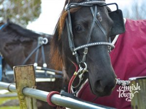 A horse with a harness on its head.