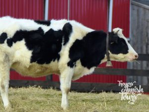 A black and white cow standing in the hay.