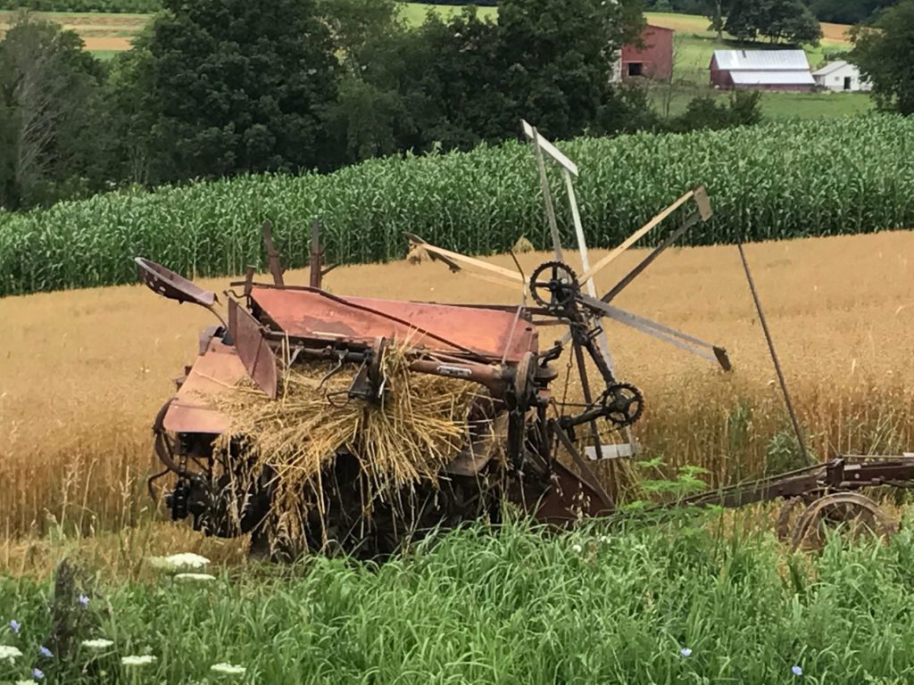 The reaper is used to cut the oats and spelt and to bundle it for shocking.