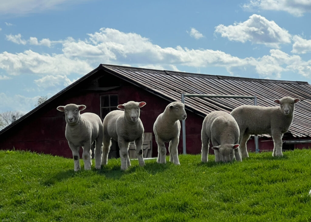 Dorsett lambs grazing on a farm north of Mount Hope