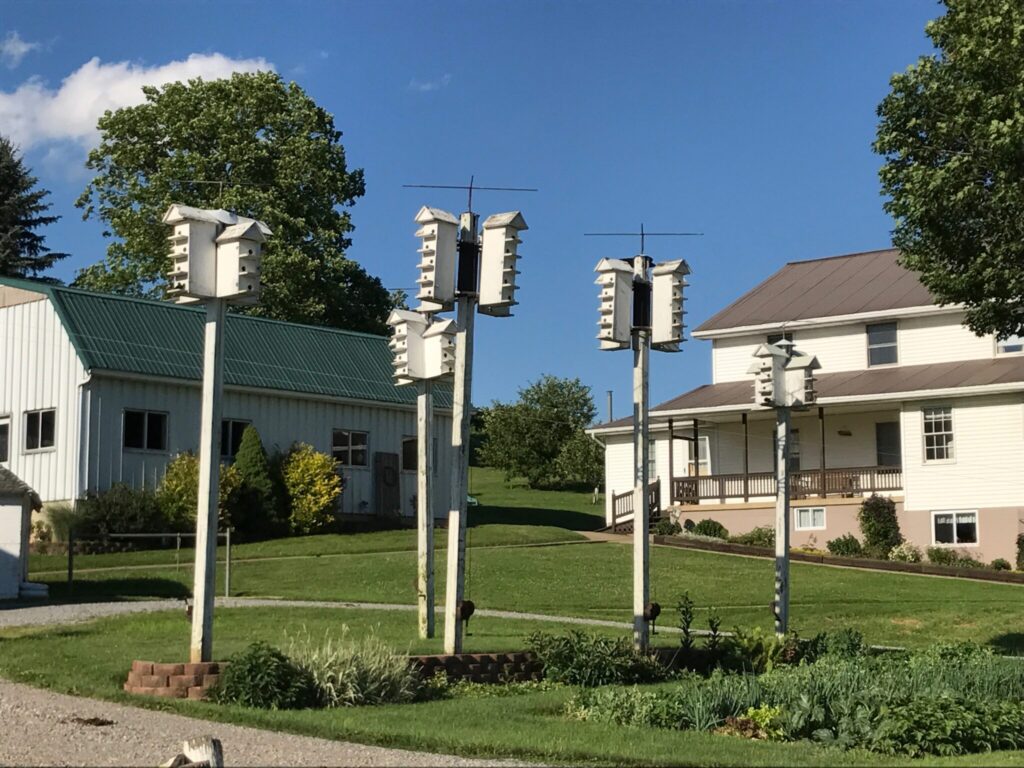 Purple Martin houses in front of an Amish home near Walnut Creek