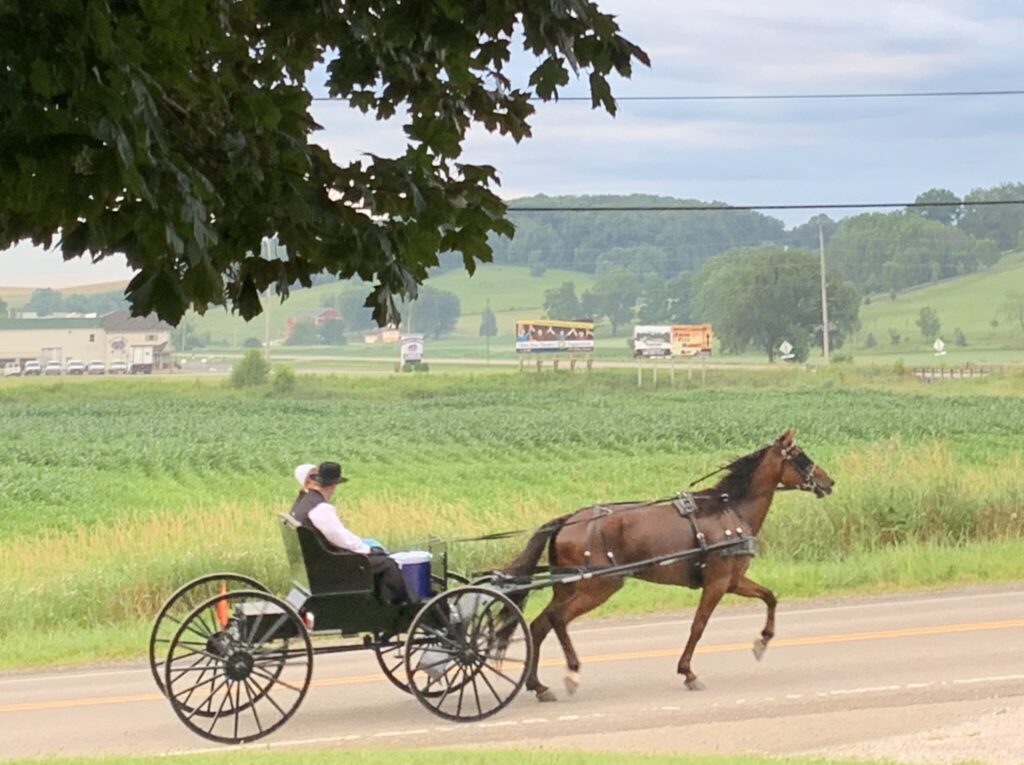 An Amish couple driving their open buggy near Walnut Creek