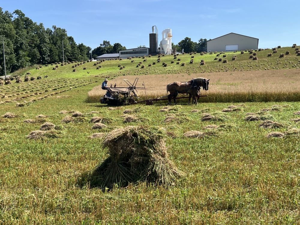 Cows grazing in a sunny rural field with farm buildings in the background.