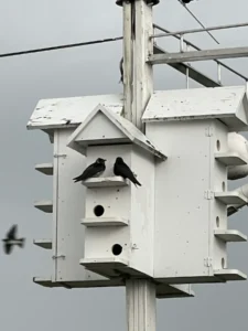 Purple Martin hotel where the birds migrate from Brazil to have their babies with protection from predators Purple Martin hotel where the birds migrate from Brazil to have their babies with protection from predators