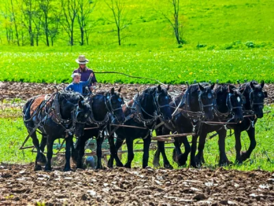Would your teenage daughter find it exciting to have this much horsepower? Trading a steering wheel for six sets of reins. Would your teenage daughter find it exciting to have this much horsepower? Trading a steering wheel for six sets of reins.