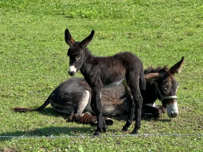 A week-old donkey foal hanging out with mom. It's always great to see new babies in the fields.