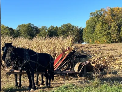 Fall harvest time always brings the sights of corn binders cutting the corn stalks to make corn shocks. Fall harvest time always brings the sights of corn binders cutting the corn stalks to make corn shocks.