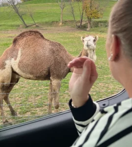 Once in while we'll see the "Amish" camels while on tour and you'll get the answer to the BIG question "Why are there camels in the field?" Once in while we'll see the "Amish" camels while on tour and you'll get the answer to the BIG question "Why are there camels in the field?"
