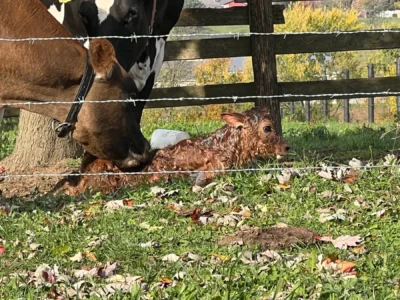 Jersey mom cleaning up her newborn calf
