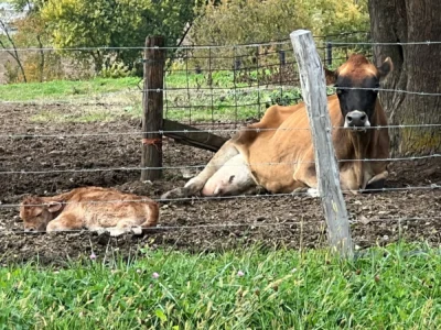 Jersey cow resting with her newborn baby that we witnessed being born while on tour.